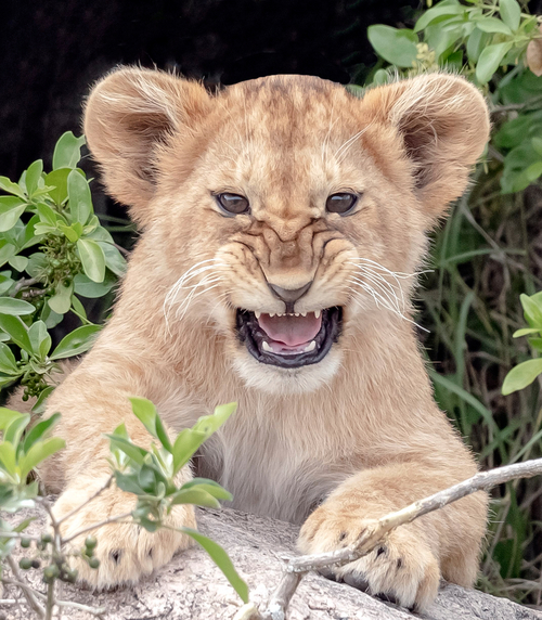 Lion cub in den with scowl web ready